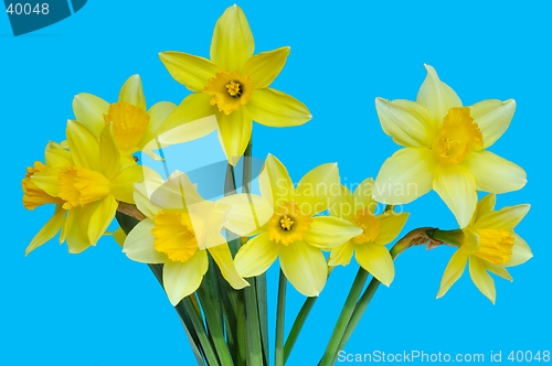 Image of Daffodils