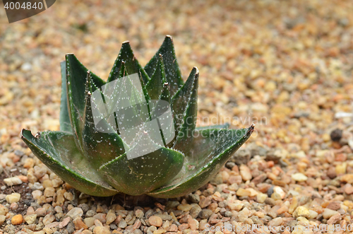 Image of Succulent plant in Garden by the Bay 