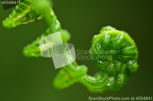 Image of Fern leaf in forest