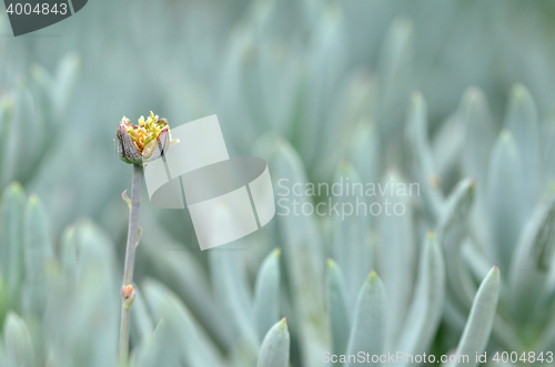 Image of Flower in the silver bushes