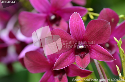 Image of Beautiful purple orchid, phalaenopsis.