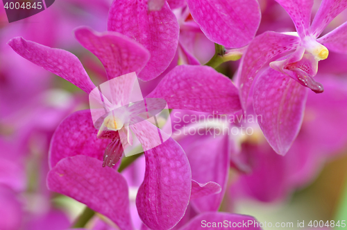 Image of Beautiful purple orchid, phalaenopsis.