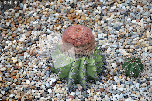 Image of Turk cap cactus from Brazil