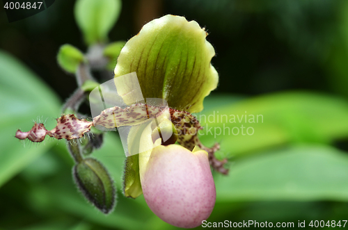 Image of Close up of the flower of lady slipper