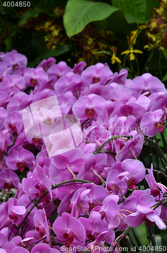 Image of Beautiful purple orchid, phalaenopsis.