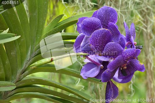 Image of Beautiful purple orchid, phalaenopsis.