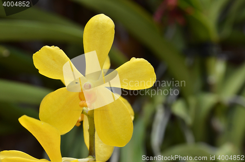 Image of Blossom vanda orchid