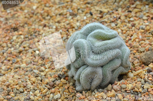 Image of Green cactus that looks like the brain