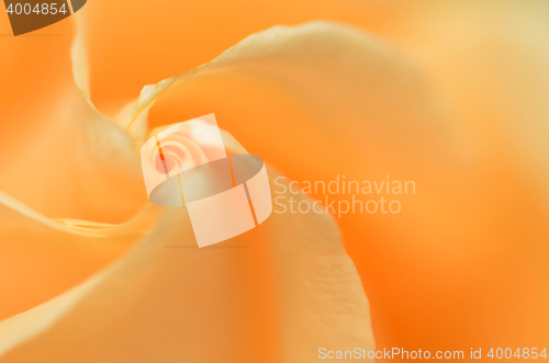 Image of Close up of orange rose