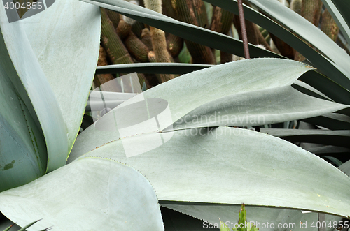 Image of Huge agave plants in Flower Dome at Gardens by the Bay, Singapor