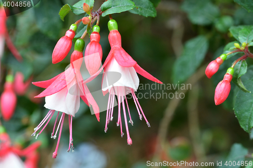 Image of Pink Ballerina flowers