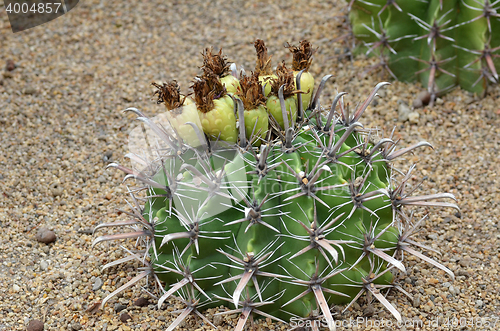 Image of Cactus fruits on top of cactus  