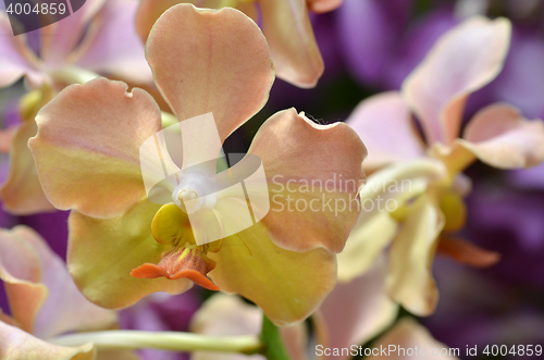 Image of Beautiful purple orchid, phalaenopsis.