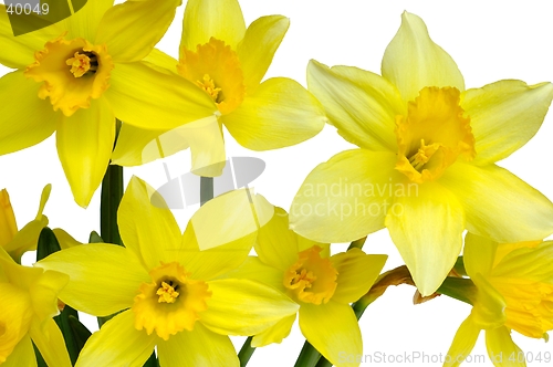 Image of Daffodils