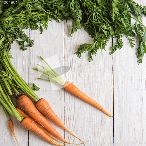 Image of Freshly grown carrots