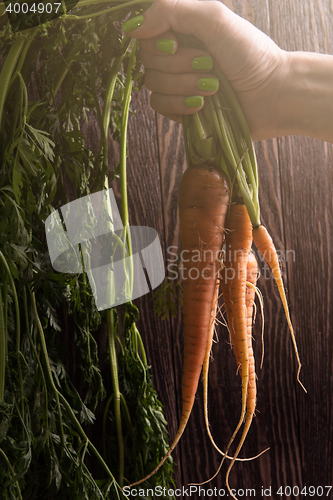 Image of Freshly grown carrots