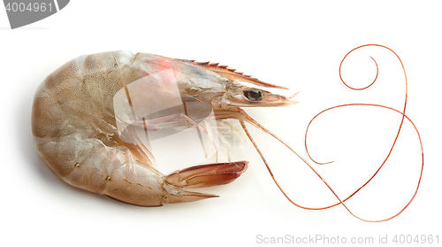 Image of fresh raw prawn