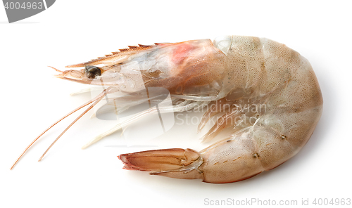 Image of fresh raw prawn