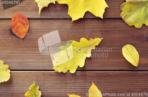 Image of close up of many different fallen autumn leaves