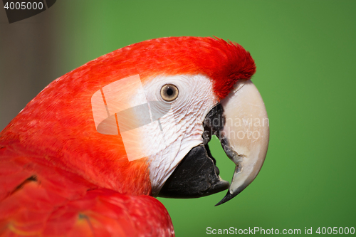 Image of Scarlet Macaw (Ara macao)