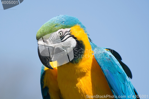 Image of Blue-and-Yellow Macaw (Ara ararauna)