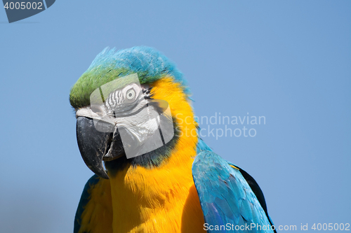 Image of Blue-and-Yellow Macaw (Ara ararauna)