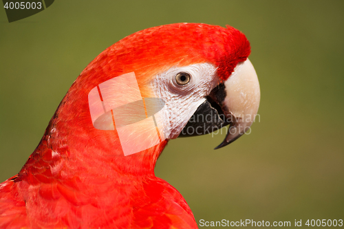 Image of Scarlet Macaw (Ara macao)