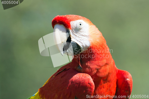 Image of Scarlet Macaw (Ara macao)