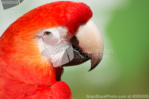 Image of Scarlet Macaw (Ara macao)