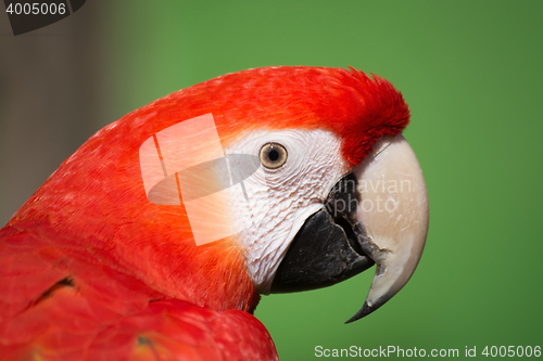 Image of Scarlet Macaw (Ara macao)