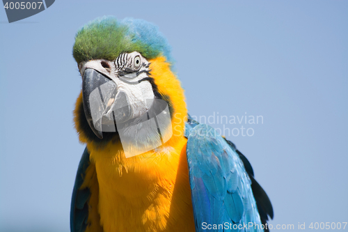 Image of Blue-and-Yellow Macaw (Ara ararauna)