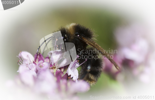 Image of bumble bee