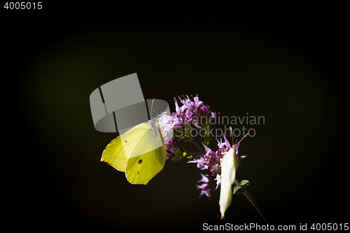 Image of brimstone butterfly