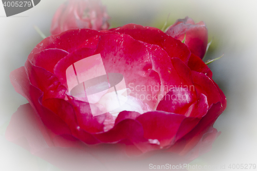 Image of rose