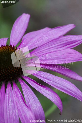 Image of echinacea