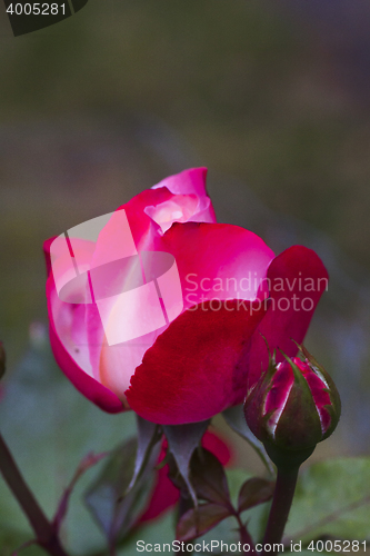 Image of rose bud