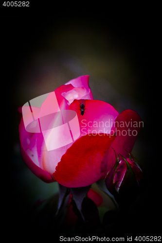 Image of rose bud