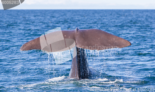 Image of Tail of a Sperm Whale diving