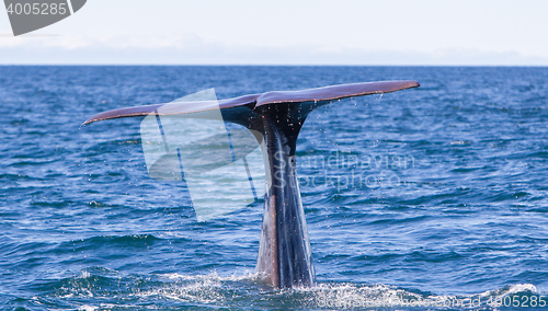 Image of Tail of a Sperm Whale diving