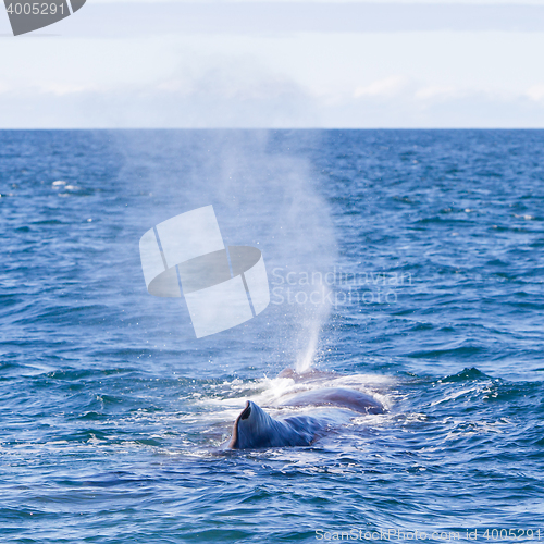 Image of Blowout of a large Sperm Whale near Iceland