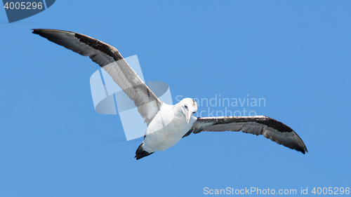 Image of Young Northern Gannet (Morus bassanus) in flight