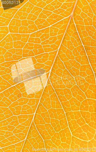 Image of Beautiful yellow autumn leaves background