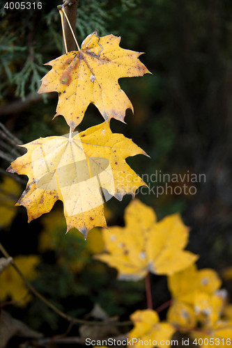 Image of Dry yellow autumn leaves