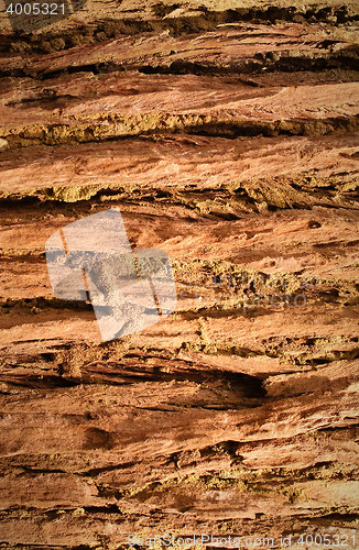 Image of Bark texture