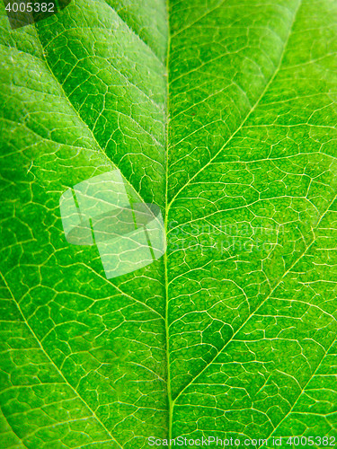 Image of green leaf texture