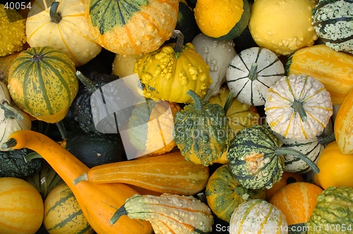 Image of Pumpkins