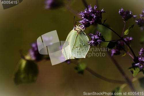 Image of brimstone