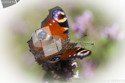 Image of peacock butterfly