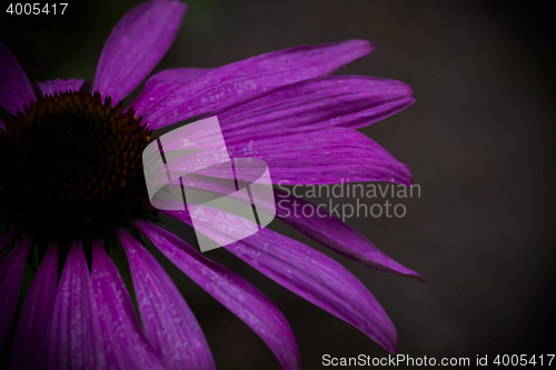 Image of coneflower