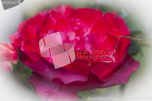 Image of red rose